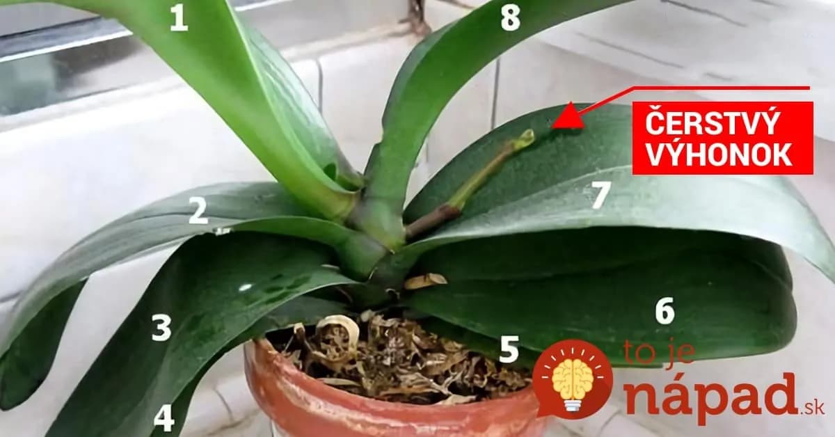 Chcete, aby vám orchidea z obchodu kvitla čo najdlhšie? Toto vám chcú povedať ostrieľaný pestovatelia!