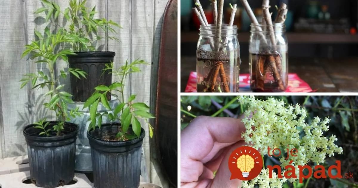 Už nikdy ju nebudete musieť zbierať na lúkach: Zázračnú bazu môžete pestovať doma, je to jednoduchšie, ako si myslíte!