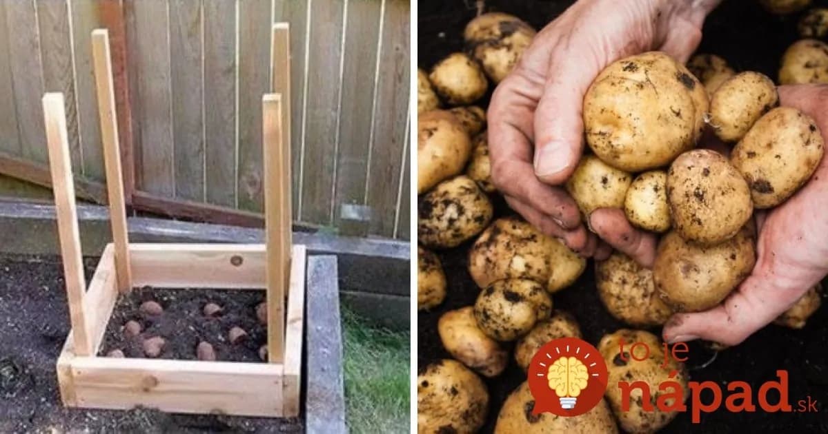 Pestovateľ poradil geniálny tip, ako vypestovať 50 kg zemiakov na menej ako 1 m²!