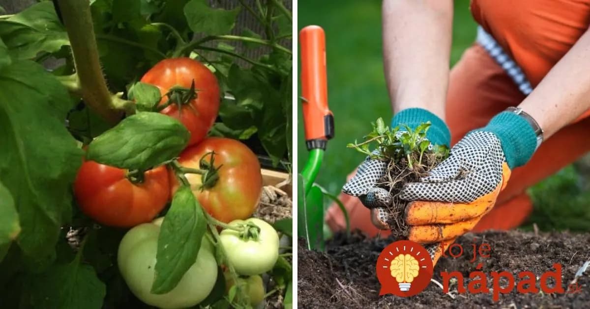 17 najlepších susedov: Ak zasadíte tieto rastliny vedľa seba, ušetríte za hnojivá aj postreky proti škodcom!