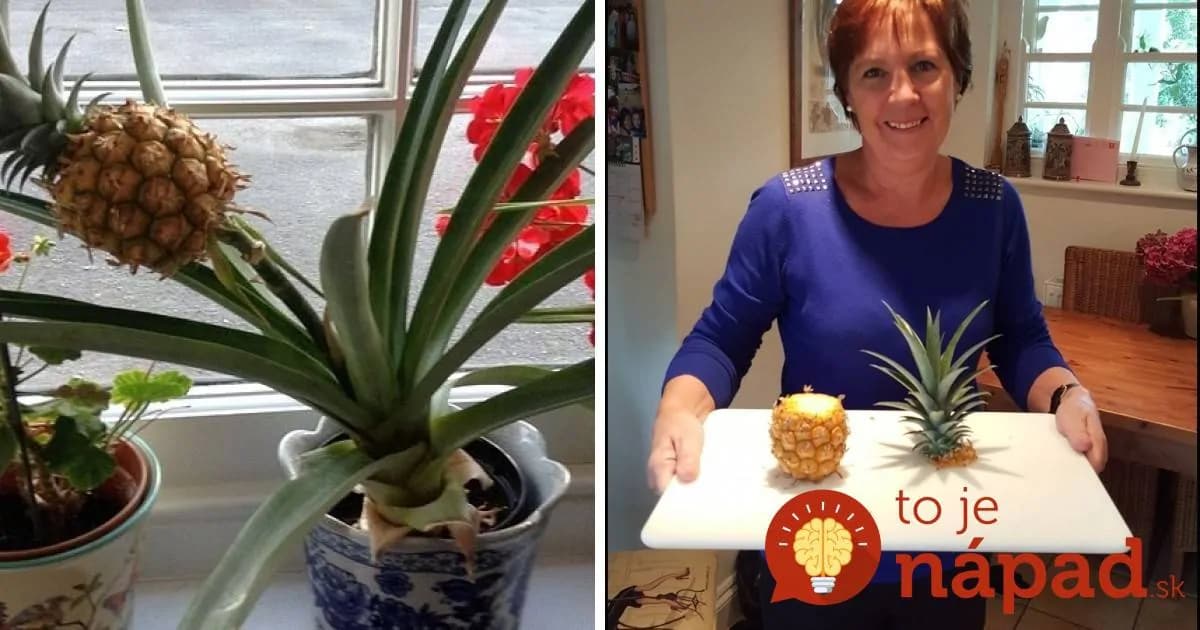 Ako dopestovať sladučký ananás doma? Je to jednoduchšie, ako si myslíte!