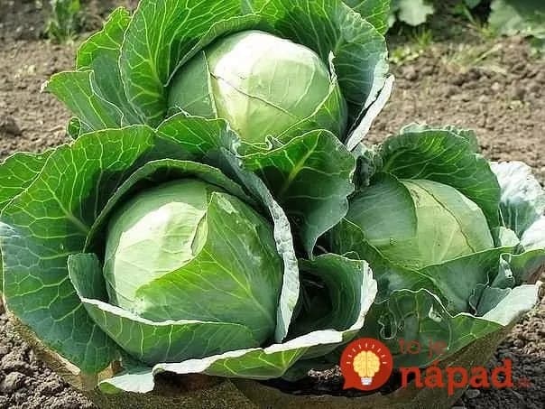 Vašej kapusty sa škodcovia budú vyhýbať: Recept, vďaka ktorému sa už nemusíte báť o svoju úrodu!
