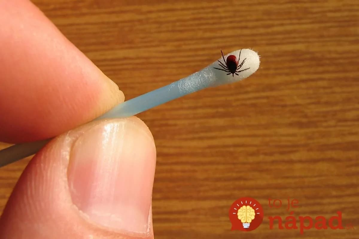 Môj trik, ako sa chrániť pred kliešťami: Zatiaľ ma nesklamal, odporúčam!