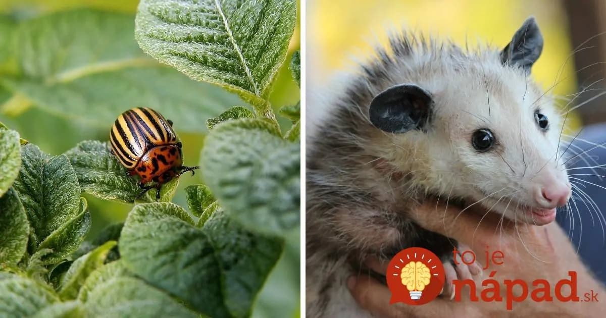 Záhradník prezradil osvedčený trik, ako vyhnať škodcov zo záhrady: Ak zacítia toto, poberú sa z vášho pozemku kade ľahšie!
