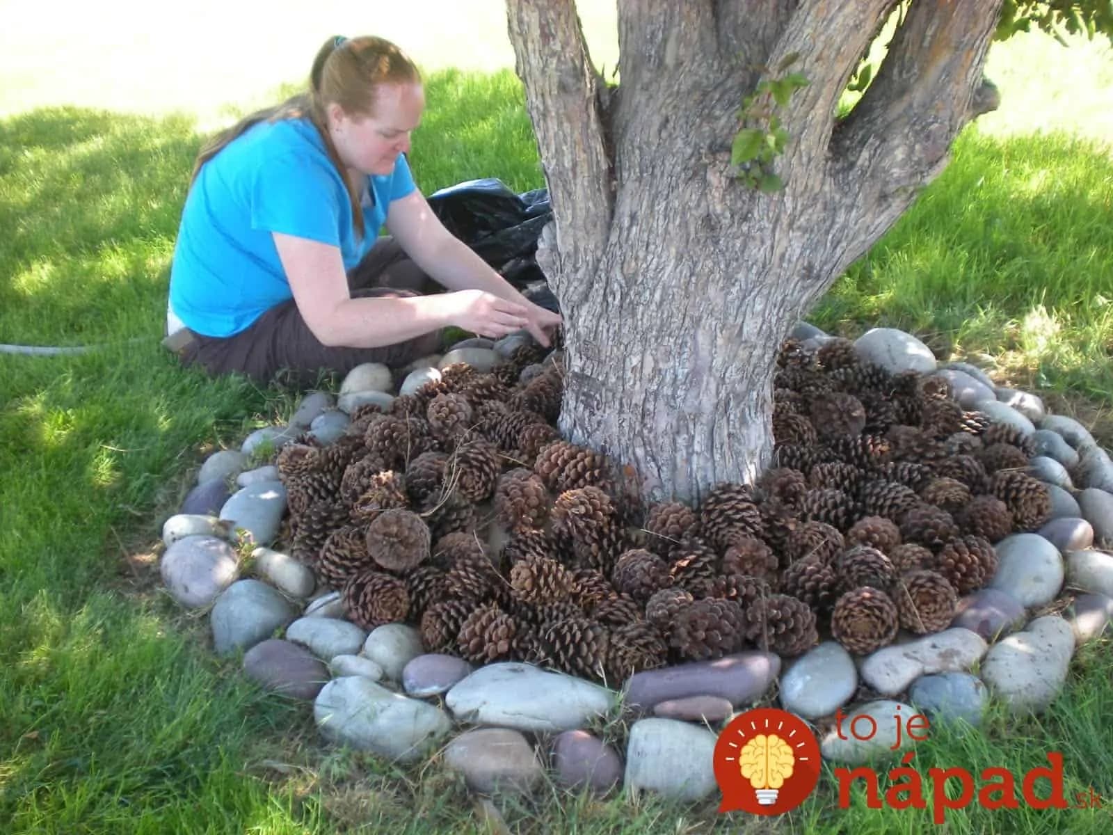 Chystáte sa do lesa? Nazbierajte si šišky, v záhrade vám perfektne poslúžia a ochránia vaše rastlinky!