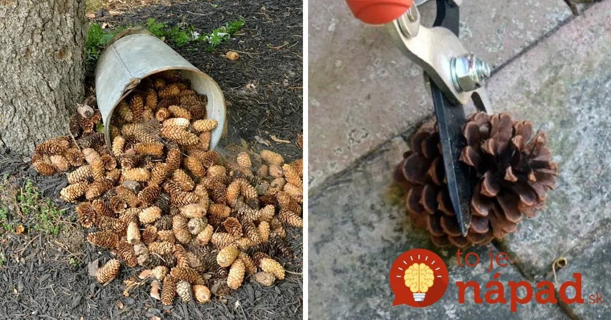 Muž zbieral celé mesiace šišky v lese: Keď susedia videli čo z nich vyrába, nechápali, že im to nenapadlo skôr!