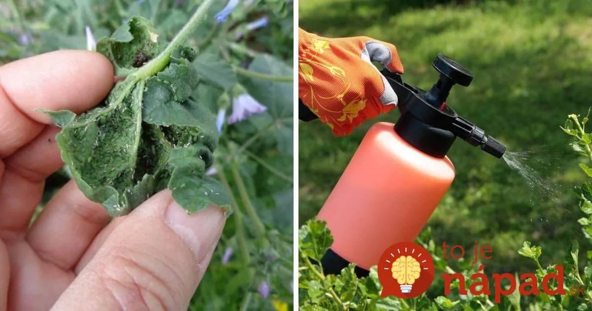 Nikdy by som neveril, že obyčajný ODPAD funguje tak perfektne: Vošky aj molice hynú okamžite – tu je recept!
