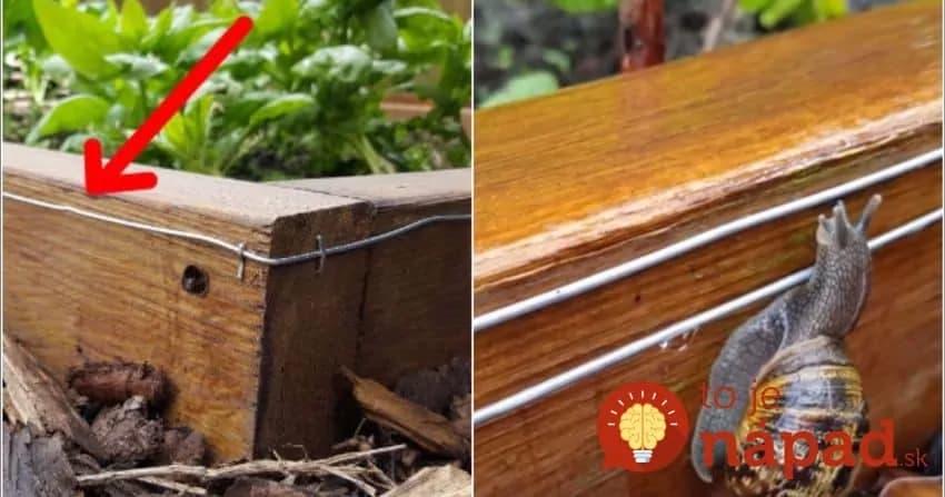 Slimáky mu každý rok nivočili úrodu a nič nezaberalo: Odkedy vymyslel jednoduchý zlepšovák, k jeho úrode sa nedostal ani jediný!