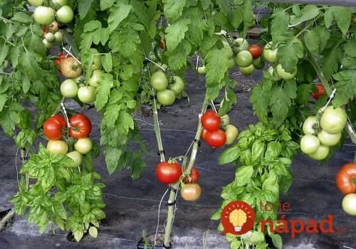 Odborník vám ukáže geniálny tip, vďaka ktorému budú paradajky omnoho silnejšie, odolnejšie a prežijú aj počas ťažkých podmienok