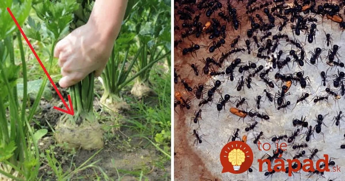 Jedna rada pre všetkých, ktorým sa v záhrade premnožili MRAVCE: Toto som vyskúšala len tento rok a zatiaľ funguje na 100%!