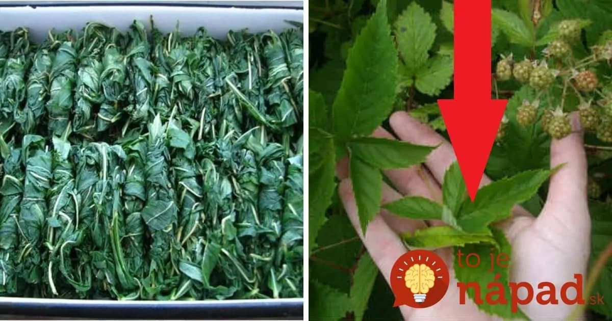 Toto by mal vedieť každý: Neprehliadajte malinové listy, sú neuveriteľne užitočné!