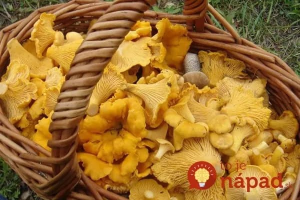 Potrebujete len múku: Perfektný trik, ako očistiť všetky huby naraz a bez noža!