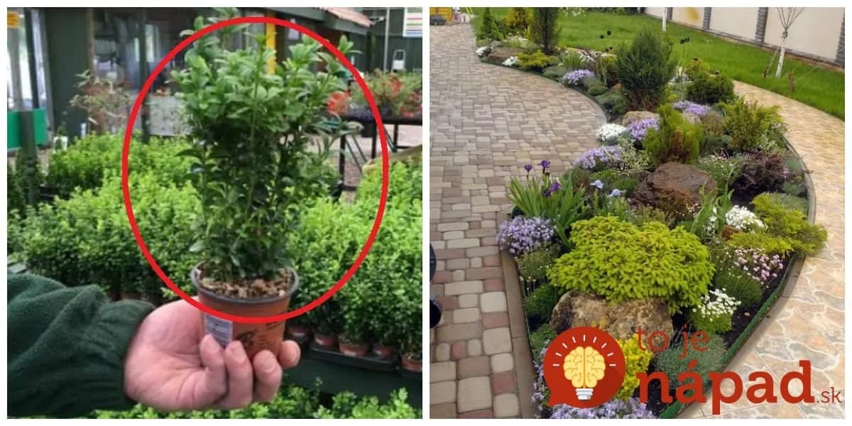 Táto nenápadná rastlina by mala byť v každej záhrade: Neuveríte, akú úžasnú službu tam bude robiť celé roky!