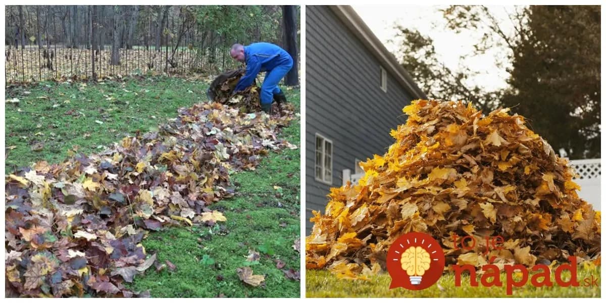 Záhradkár prezradil, prečo nikdy nevyhadzuje popadané lístie: Jeho dôvod sa oplatí poznať, môže pomôcť aj vám!