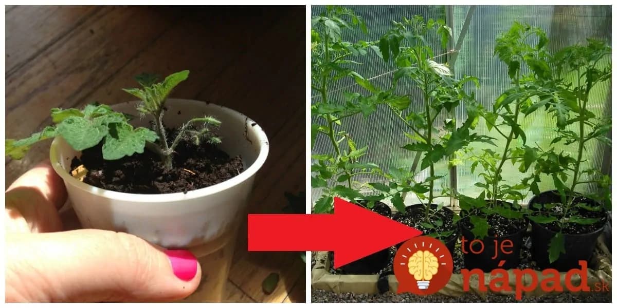 Tejto finte na pestovanie priesad som veľmi neverila, ale funguje geniálne: Už nemusíte utekať do záhradkárstva, toto je najjednoduchší spôsob!