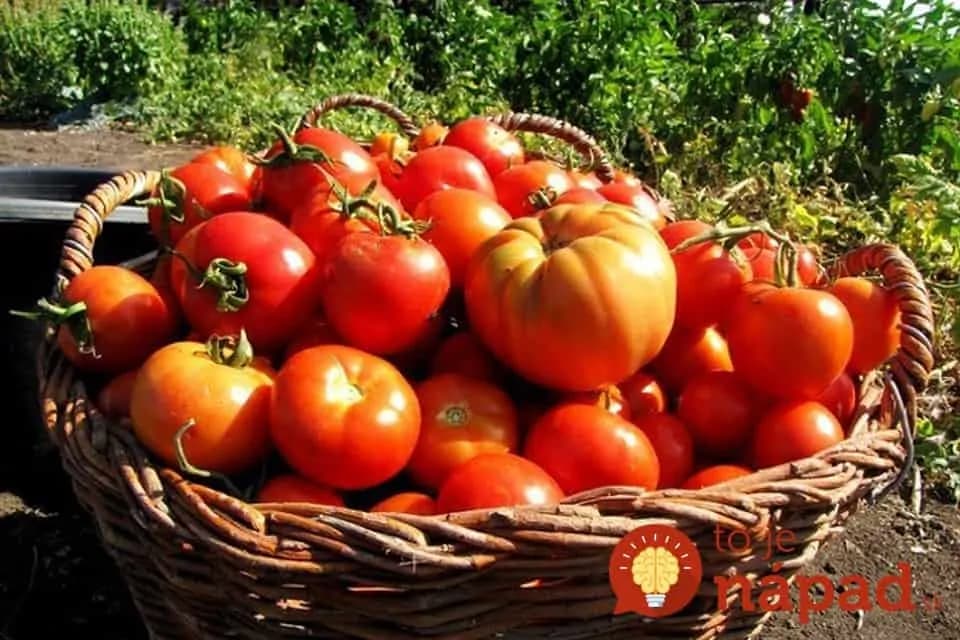 Antipostrek na paradajky, podľa našich babičiek: Počas celej sezóny netreba žiadne postreky, ani chémiu!