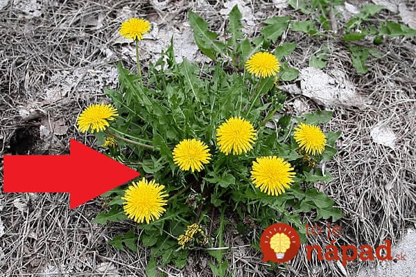 To o nej vie len málokto: Obyčajná púpava je skutočný zázrak na chudnutie, musíte ju však použiť presne takto!