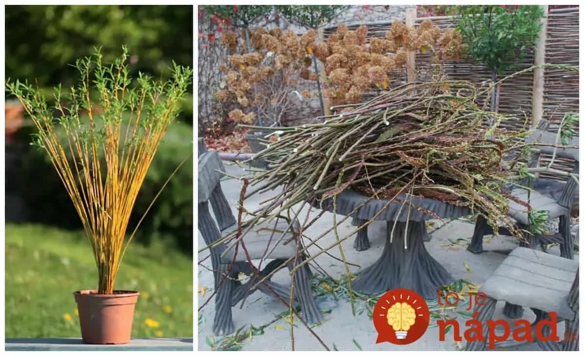 Vŕbové prútie stačí len odrezať, zapichnúť do črepníka a zapliesť: Stačí pár týždňov a na túto nádheru sa nebudete vedieť vynadívať!