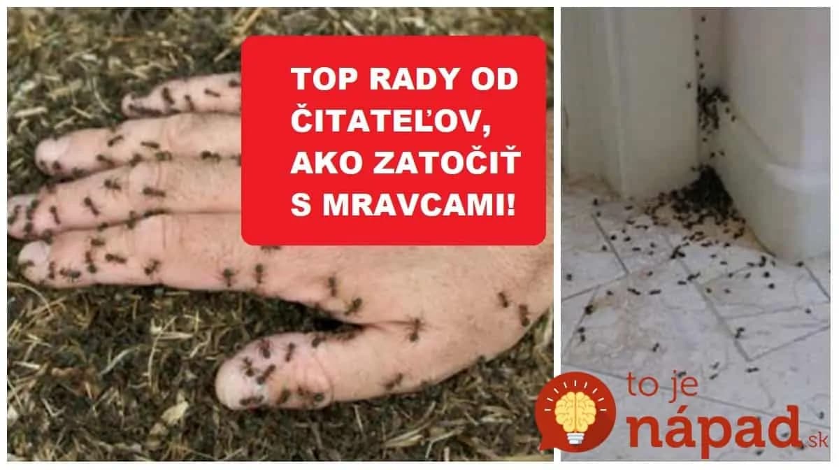 Toto zaženie mravce ďaleko od vášho domu: Čitatelia poradili najlepšie tipy, ako sa zbaviť mravcov doma aj v záhrade!