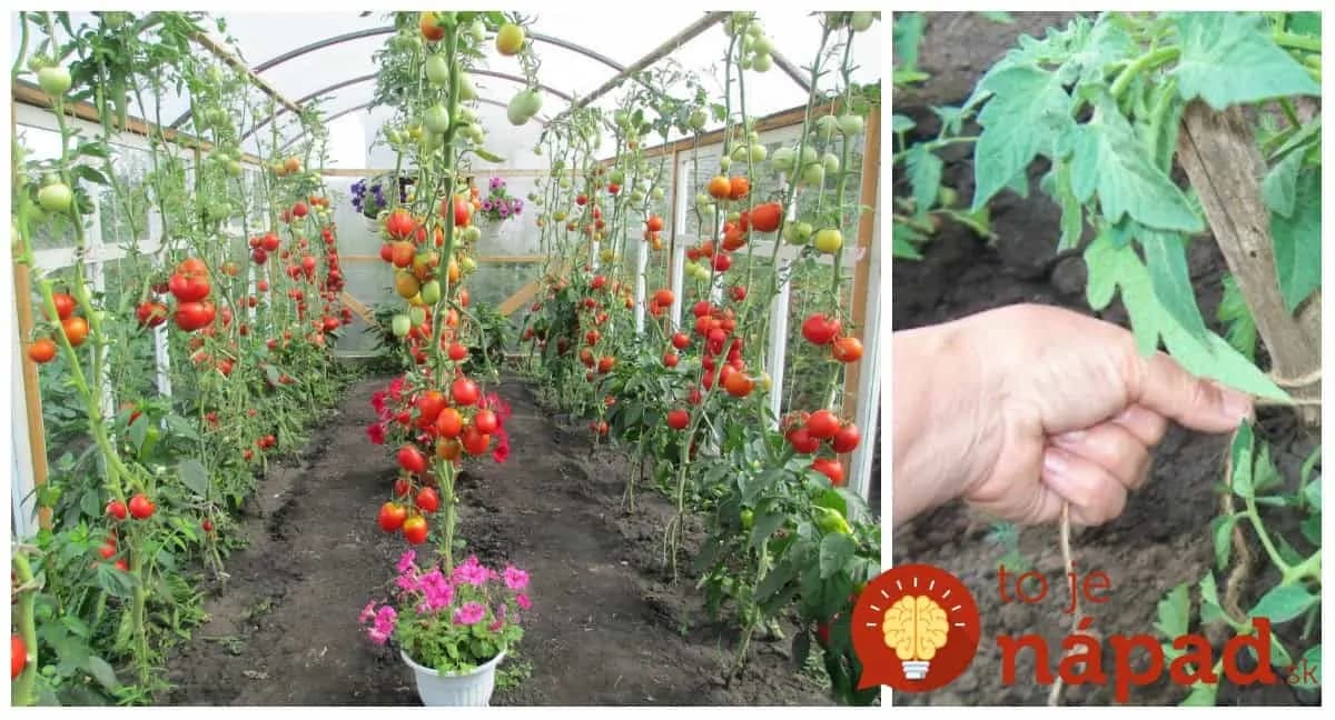 Pestovaním paradajok sa živia: Títo profíci vám ukážu perfektný zlepšovák, ako vyviazať mladé paradajky – v okamihu vyviazané všetky rastlinky!