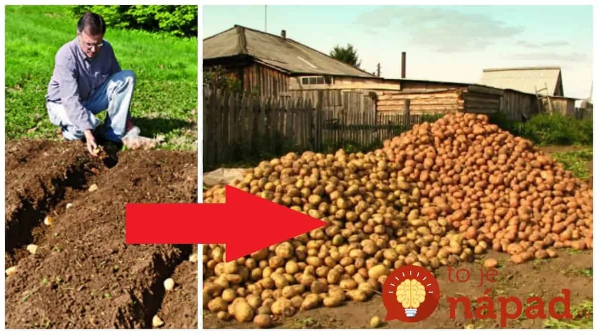 Všetci sa divili, že sadíme zemiaky v auguste: Keď susedia videli úrodu o 60 dní, tento rok neváhajú ani sekundu – stačí to spraviť takto!