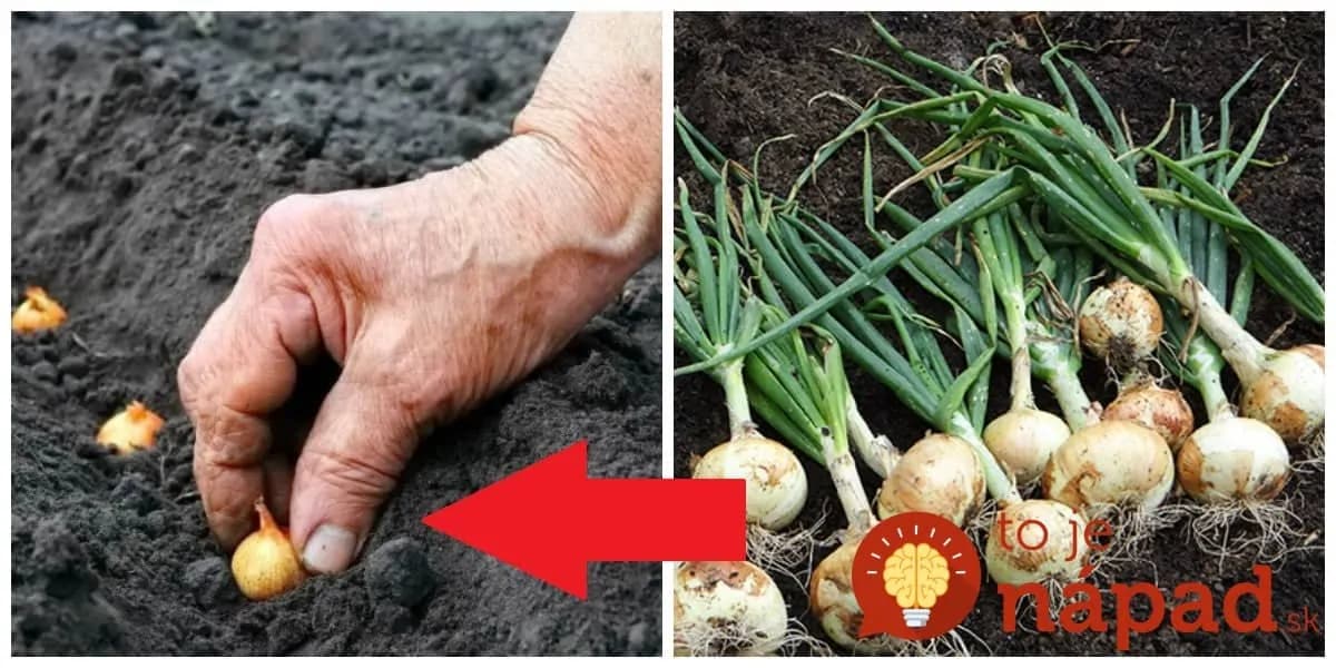 Keď idem sadiť po lete cibuľu, vždy sa držím tejto rady od mojej starkej: Už roky mám takú úrodu, že ju chodia obdivovať všetci susedia!