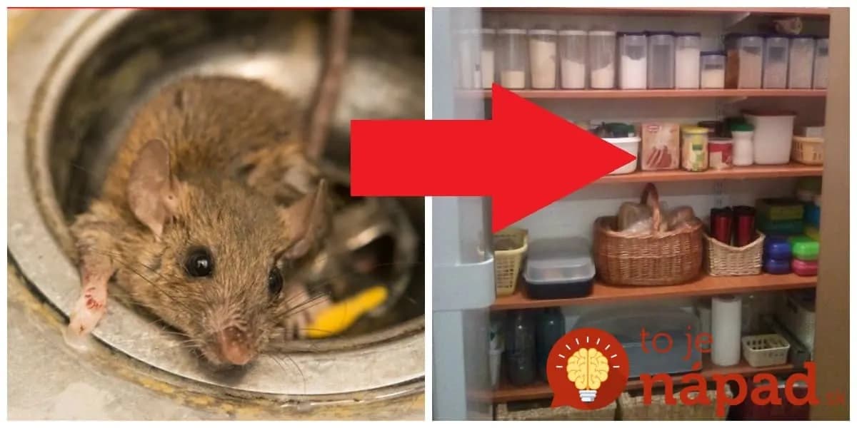 Toto platí na myši ako zákon: Keď zacítili toto, pratali sa z komory kade-ľahšie, úrody sa viac ani nedotkli!