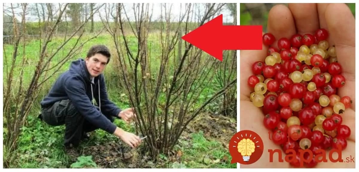 Najlepšia rada, ako na jar rezať ríbezle: Urobte to takto a budú rodiť ako nikdy!