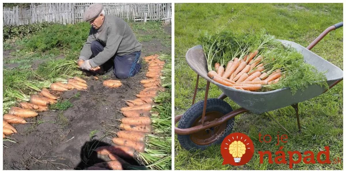 Výborná rada, ak pestujete mrkvu: 1 lyžica tohoto zázraku z kuchyne a žiaden škodca ju na záhrade nenájde!