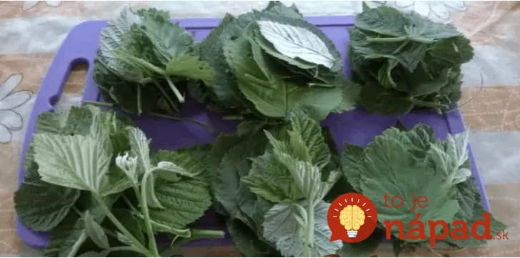 Čaj z listov lesnej maliny má úžasné účinky: 13 fantastických účinkov, ktoré by mali poznať najmä ženy!