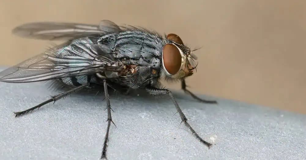 Koniec bzučaniu a štípancom počas celého leta: Toto je silný prírodný odpudzovač hmyzu, odskúšané – funguje hneď!
