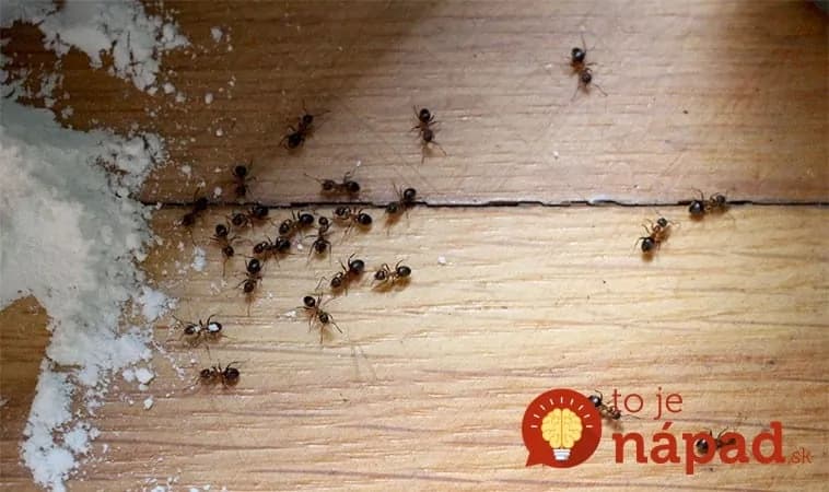 Najjednoduchšia pasca na mravce do izby aj von: Stačilo len 5 minút a všetky mravce sú tam – a nestojí to ani 1 Euro!