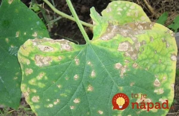 Pleseň na uhorkách a rajčinách zlikviduje na počkanie: Tento jednoduchý domáci postrek funguje rovnako, ako drahé fungicídy!