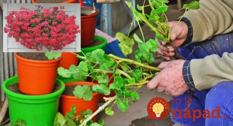 Pestovateľka z Rakúska mi dala najlepšiu radu, ako prezimovať ťahavé muškáty: Priesady už nekupujem a muškáty na jar rozdávam aj susedom!