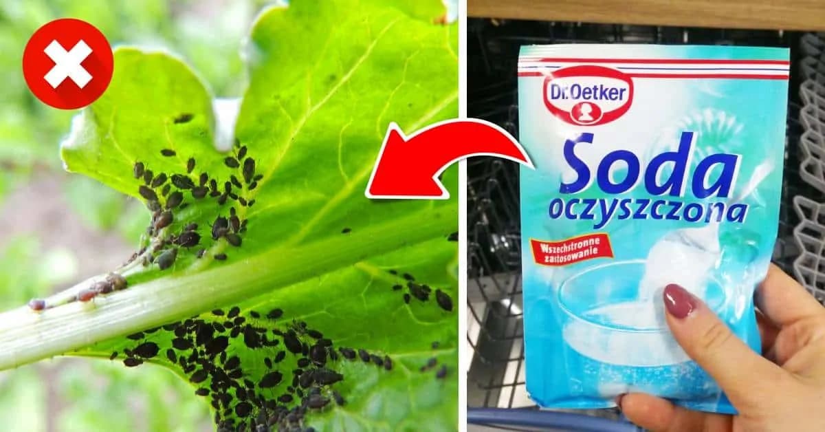 V kuchyni ju má skoro každý, ale toto by nám nenapadlo ani vo sne: Lacná sóda zlikviduje mravce v celej záhrade – 15 trikov, ktoré každý záhradkár yváži zlatom!