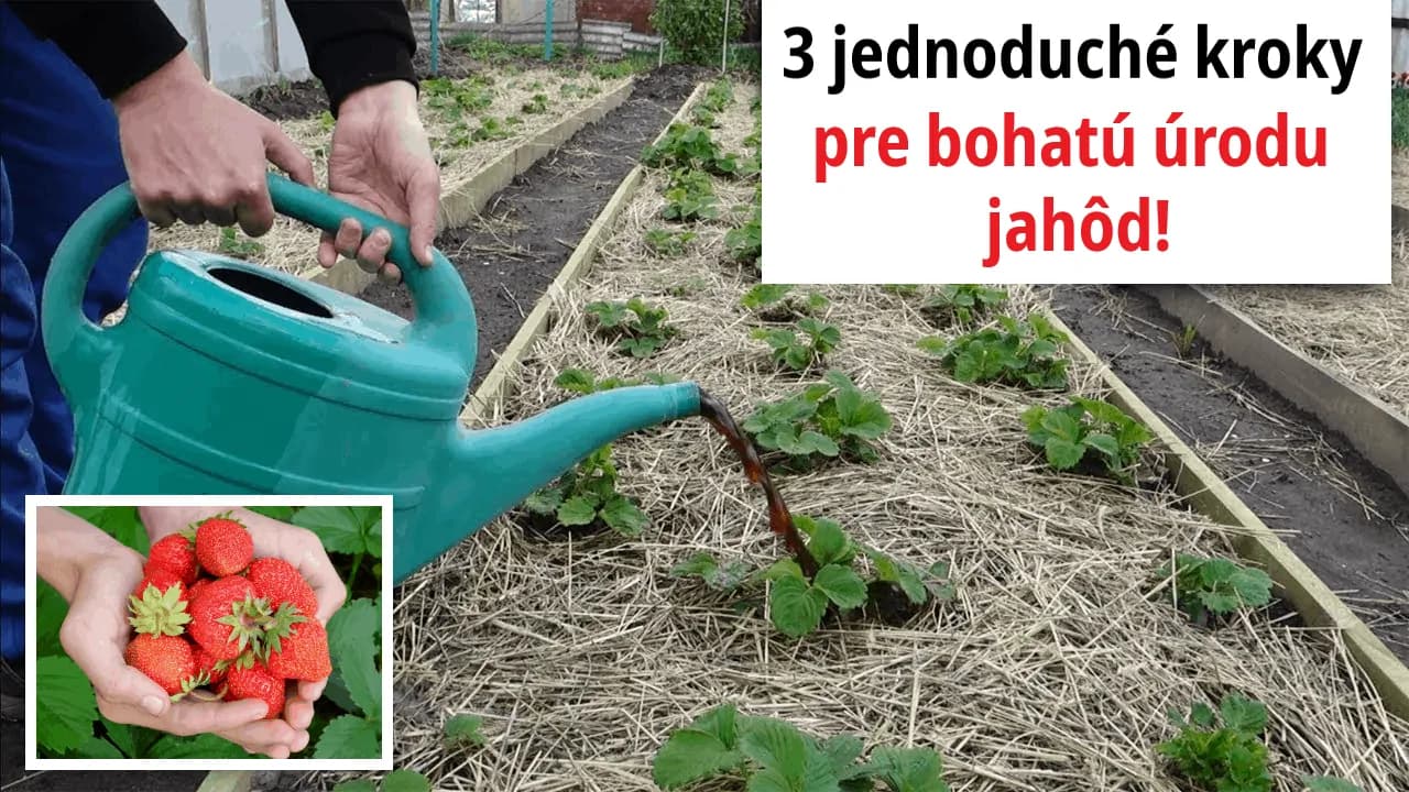 Toto poraďte každému záhradkárovi: O takej úrode jahôd sa vám ani nesnívalo!