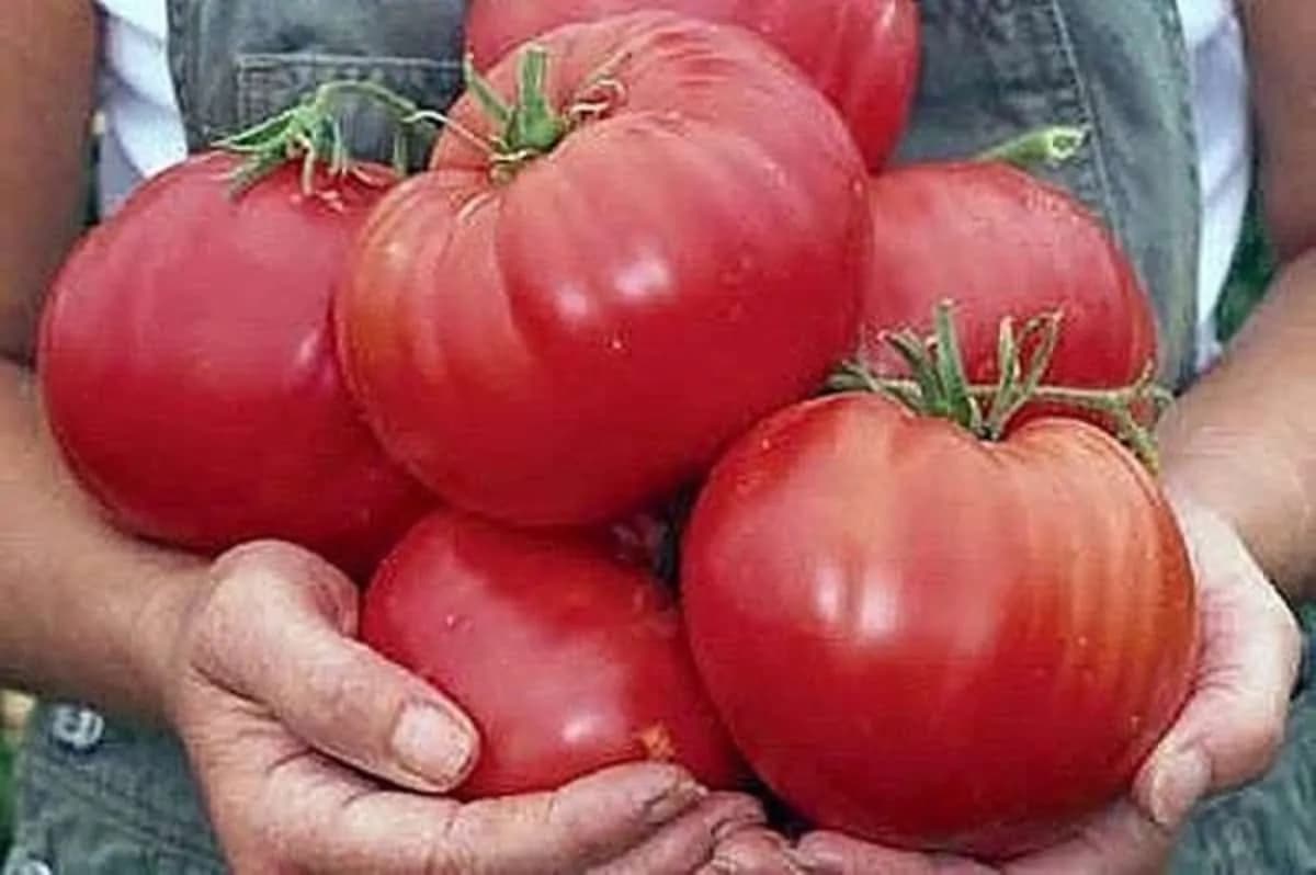 Záhradkár poradil, ako vypestovať extra bohatú úrodu rajčín, ktoré zaručene neprasknú: Najlepšia pomôcka pre každého pestovateľa!