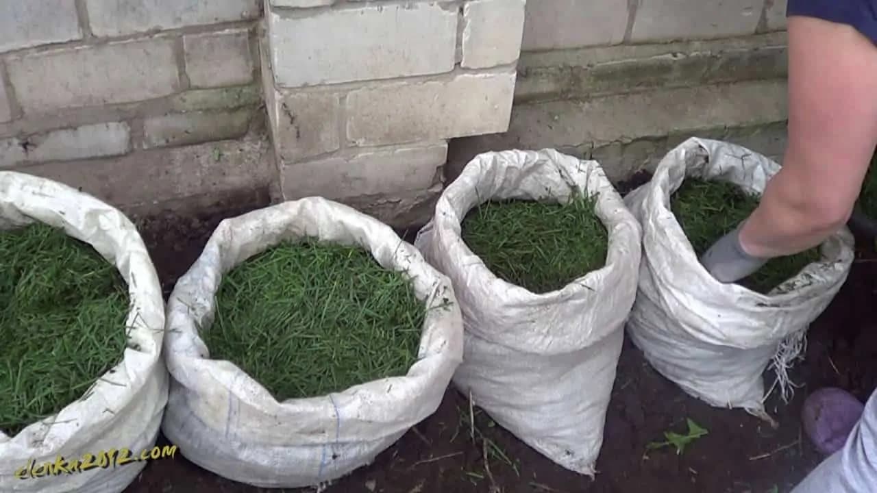 NIKDY nevyhadzujte pokosenú trávu: TU je dôvod a mal by to vedieť každý záhradkár!