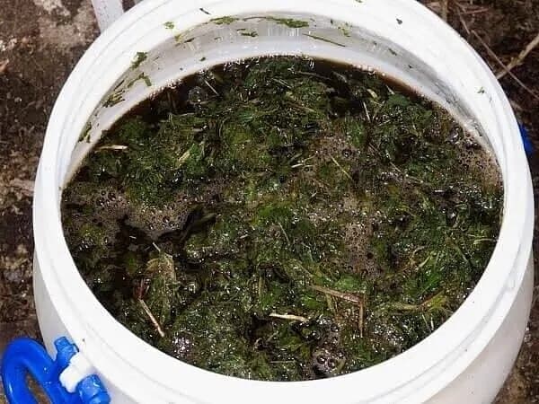 Žihľava – najlepšia priateľka vašich paradajok: Perfektne ich vyživí a zároveň ochráni!