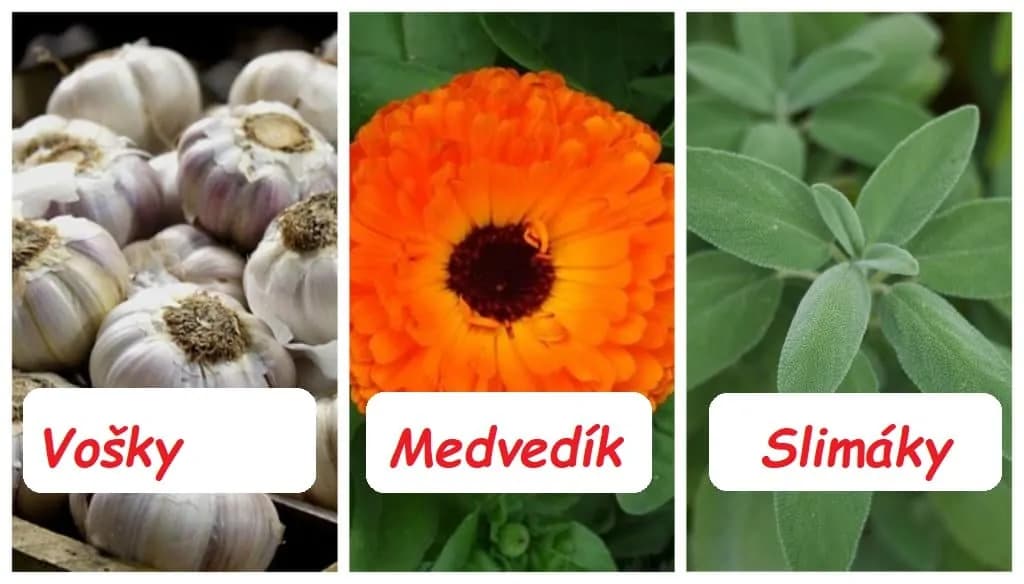 Šalvia odoženie slizniaky, vošky nenávidia cesnak a nechtík zaženie krtonôžku: Zabudnite na drahú chémiu z obchodu, toto je najsilnešia zbraň proti hávedi!