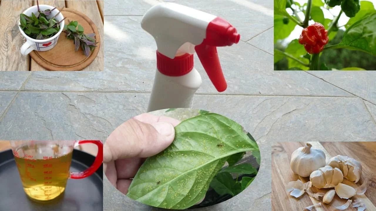 Najúčinnejší prírodný postrek proti plesniam, voškám a moliciam: Stačia tieto 3 suroviny z kuchyne!