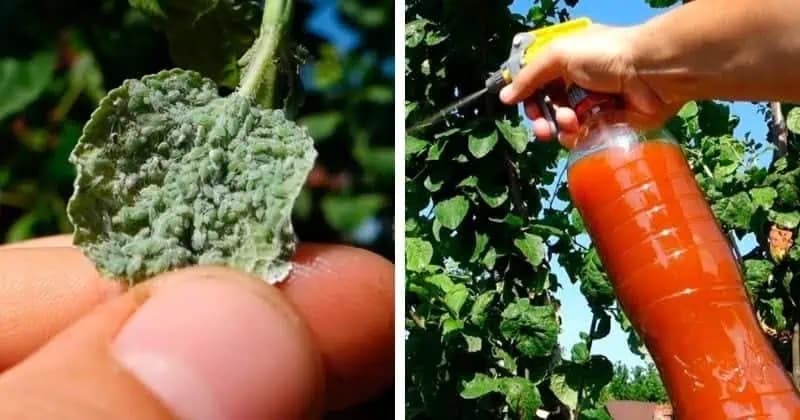 Babičkin liek na vošky: Funguje ZARUČENE a nepoškodí rastliny!