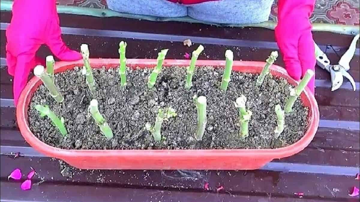 Skúsila som zazimovať muškáty podľa babičkinej RADY a už to nerobím inak: Výsledky NA JAR sú fantastické!