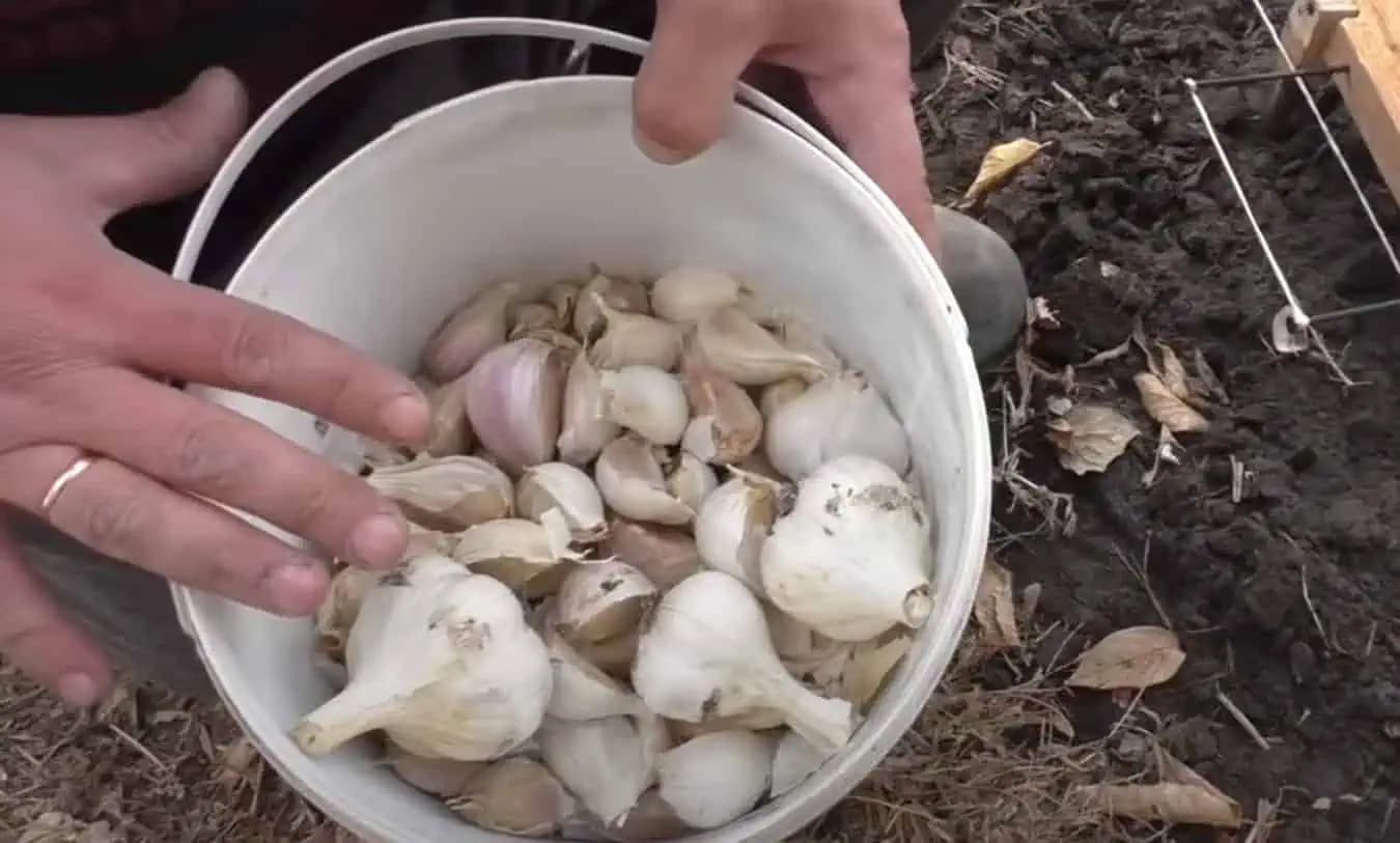 Jesenná výsadba cesnaku od A po Z: Všetko, čo potrebujete vedieť pre bohatú úrodu!