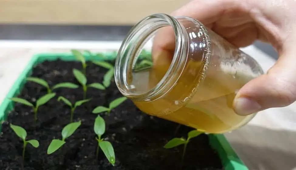 Chcete veľa veľkých a silných PRIESAD? Nakŕmte každú rastlinku 3x týmto zázrakom, nič viac!