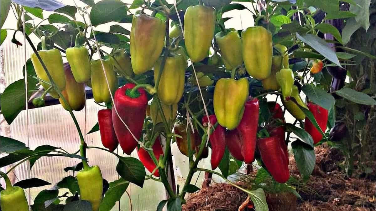 Záhradkárske triky, ktoré vám zabezpečia bohatú úrodu papriky: Stačí vedieť týchto pár vecí a budete jej mať na rozdávanie!