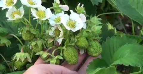 Odskúšaný RECEPT, ako získať 2x viac jahôd v tomto roku: Minulý rok som úrodu musel aj rozdávať!