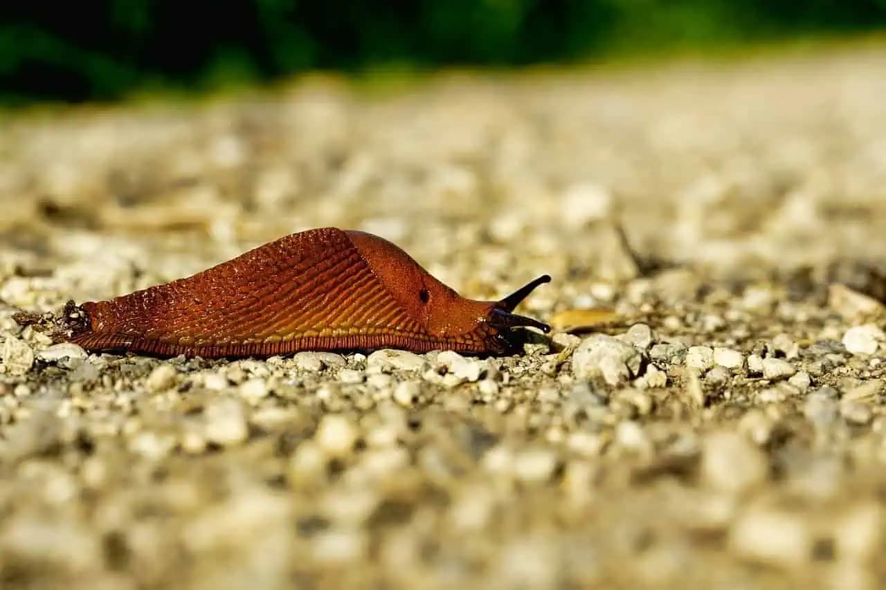Jeseň je ten správny čas na to, zbaviť sa slimákov v záhrade: Budúci rok budete mať od nich pokoj!