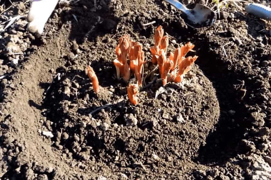 Rada k výstavným pivonkám: Budú vám ich obdivovať všetky susedky v okolí!