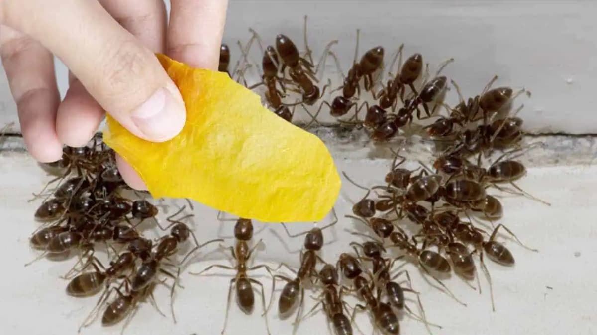 Domáci TRIK, ako sa zbaviť mravcov na chate aj v záhrade: Len položím na zem a na druhý deň mravce nikdy nie sú!